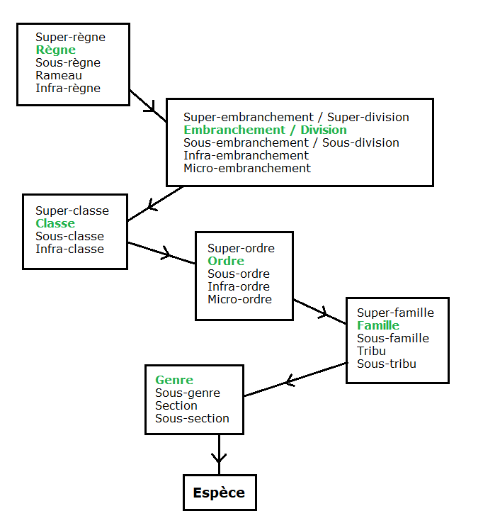 Rangs taxonomiques